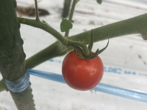 キラキラ光る宝石のようなミニトマト！【大分県産】サンチェリーピュア1kg