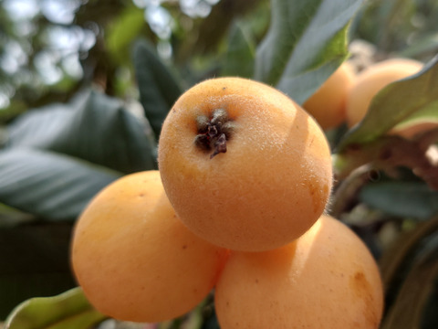 選果落ち【露地びわ】1,800g加工向き