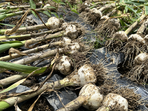 一週間限定　上氣元な生ニンニク　1キロ入り