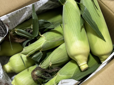 四国·近畿地方送料込み【農家直送・お買得便】とてもやわらか甘
