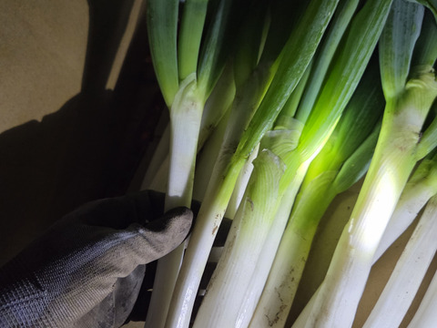 【ネギ専用箱・新鮮袋付き】堆肥、農薬一切無し！！自然栽培ネギ　根切り済み　4キロ