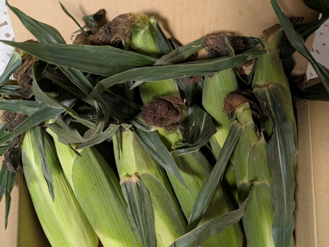産地限定！生でも食べられる！きみひめとうもろこし10本