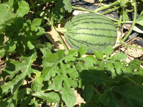 【単品🏣ゆうパック】スイカ🍉Sサイズ☆俵型 ☆農薬、除草剤、化学肥料不使用☆横幅（長い方）約20〜25cm 直径約15cm〜18cm