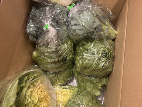 淡路島レタス、6玉