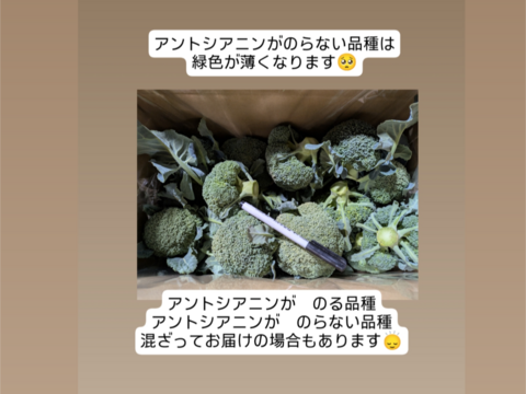 ３キロ入り小さいブロッコリー