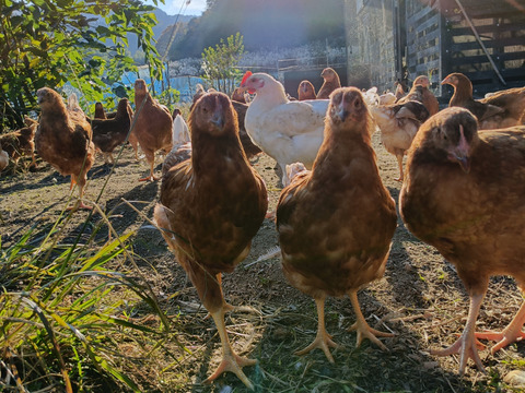 【定期購入2パック】放牧鶏が産んだ卵！若のレボリューション！海外飼料不使用、自家製発酵飼料。鶏が体の外も中も健康に育っているから素敵な卵が産まれています！【生臭み一切なし】