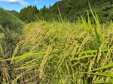 新米令和7年産　甘くてもちもち！九州天草方原産源流米(コシヒカリ5キロ)