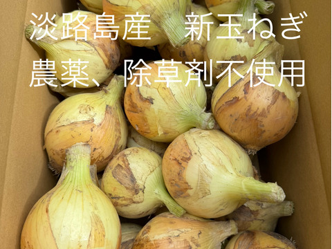 農薬、除草剤不使用！淡路島 新玉ねぎ3kg サラダにも加熱調理にも美味しい。