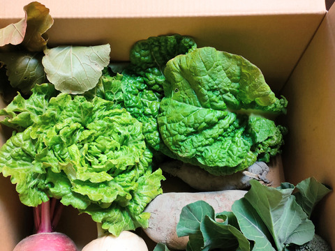 珍しい野菜もあります!旬の野菜お試しセット(4から5種)