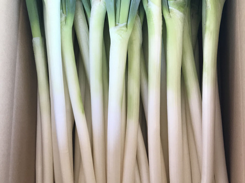 群馬県産長ネギ10本！取れたて！甘くて美味しい！