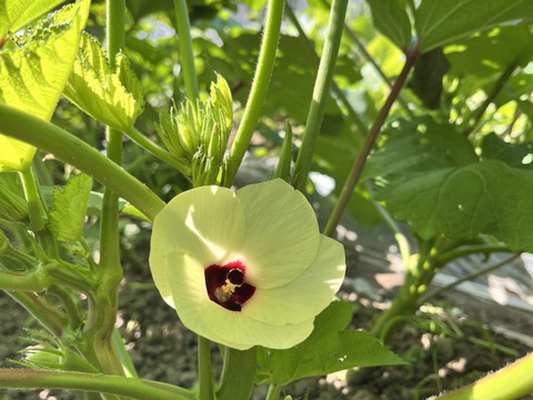 柔らかい！うまい！緑が映える『丸オクラ』500ｇ