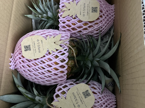 希少パイナップル　ホワイトココ　3玉 希少品種！！ホワイトココ(裂果あり)2〜3玉🥥🍍(2kg〜)：沖縄県