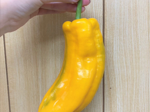 【数量限定】イタリアンパプリカ　パレルモ黄色　3～5本