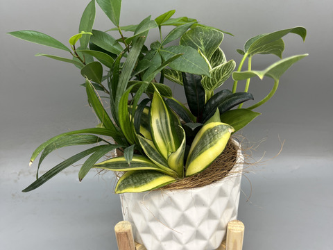 陶器　幸せを運ぶ観葉植物の5寸おまかせ寄せ植え（４～５品種）