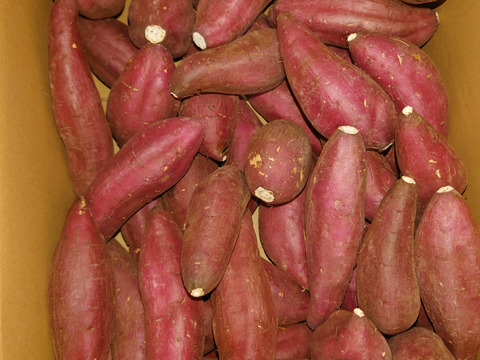 令和7年産定温貯蔵で熟成しました!!　甘くてしっとり♡　阿蘇小国のシルクスイート（8kg）