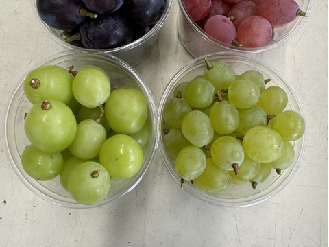 【訳あり】藤稔・紅義・白峰・シャイン マスカット・粒パック300ｇ×4個（藤稔×1・紅義×1・白峰×1・シャインマスカット×1）