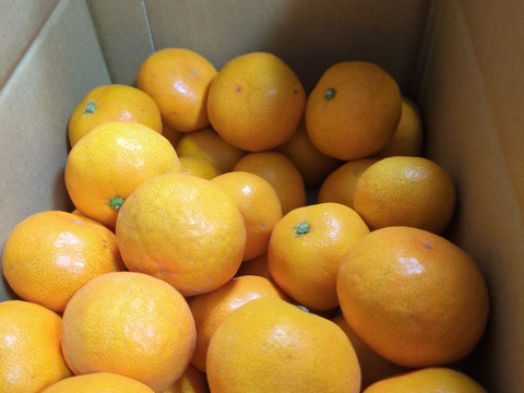 三ヶ日みかん早生　「こつぶちゃんたち」2.5kg