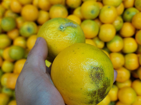 バレンシアオレンジ『サイズ混合』5kg（箱込）