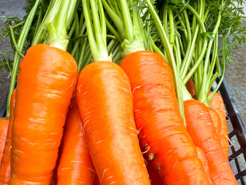 採れたて新鮮‼️丹波で育てた人参5kg入り‼️