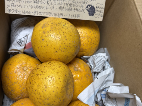 お試し箱込み1kg 河内晩柑（あまくさ晩柑）栽培期間中に農薬、化学肥料不使用　【熊本県天草特産】