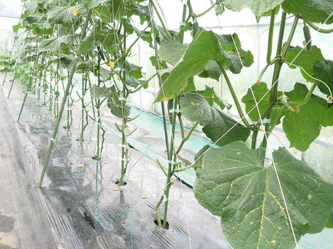 旬の新鮮キュウリ(1500㌘)13本〜16本施設栽培(新鮮バジル葉試食用付き)