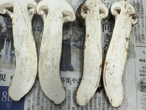 訳あり】松茸 現物のみ：山形県産のマツタケ｜食べチョク｜産地直送