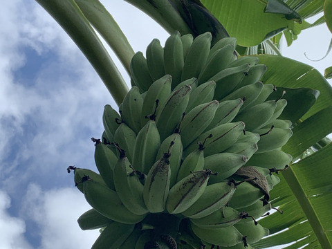 〔自然栽培〕バナナ房ごと