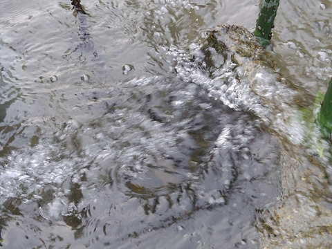 訳あり　カメムシ被害　新米　白米　無洗米　5kg くまさんの輝き　令和7年度産　熊本県産 hiroファーム