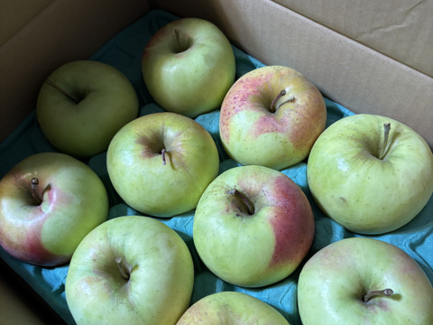 【家庭用】ぐんま名月 約2.5kg 7-14玉 甘くてジューシーな希少りんご  11月以降発送予定 #NAM0B025