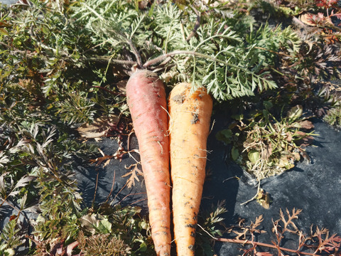 自然栽培　農薬不使用　無肥料　固定種  超希少　人参　パープルドラゴンと黒田五寸人参の食べ比べ2キロ　農園からほりたて土付き直接　にんじん