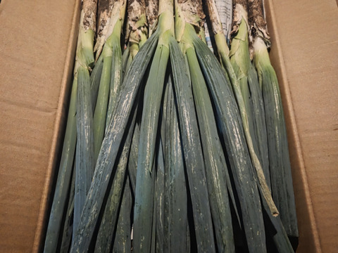 【破格のお値段！業務用向け】猛暑を乗り越えた甘みのある新鮮長ネギ（お徳用５kg・約３０〜４０本）