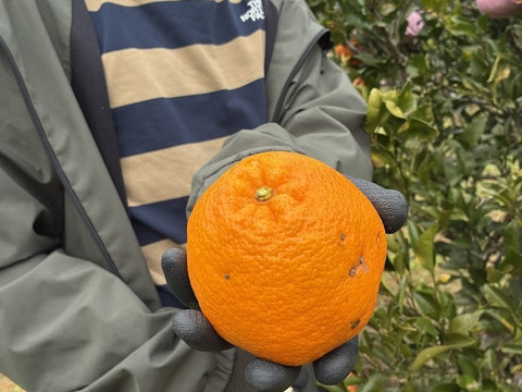 数量限定！ぷりぷり食感【はるみ】2ｋｇ程度