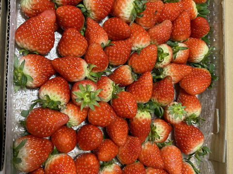 生の風味をお届け。気にしない方限定🍓バラ詰苺BOX（約1000g）大きさ形が不揃いです