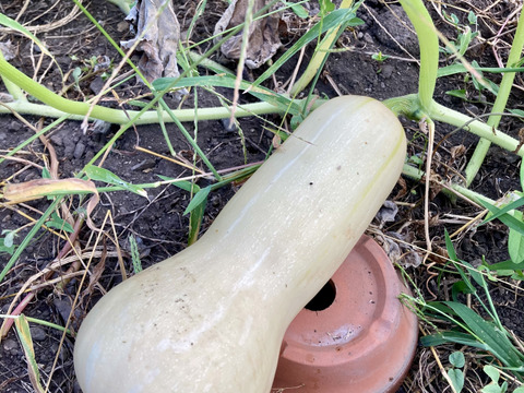 【赤ちゃんから大人まで味わえる】バターナッツかぼちゃ２～３個（約１キロ～1.2キロ）