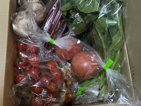 【ゼロエネルギーCO2フリー】リジェネラティブ野菜セット【Lサイズ】１２〜１５品／点