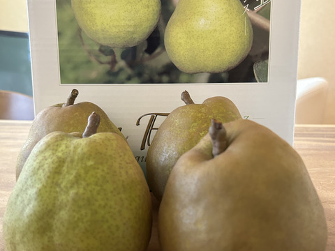 【山形産洋梨】特選大玉ラ・フランス5kg(12〜14個)【熨斗対応可】