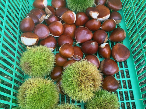 低温熟成・無燻蒸 サイズバラ栗 (１㎏)