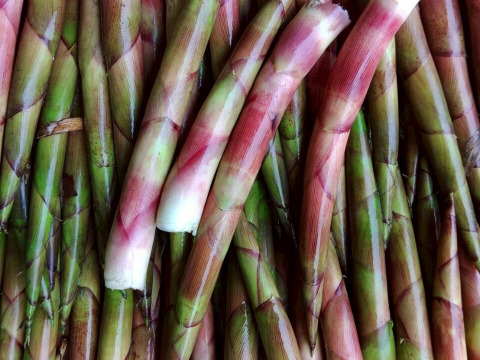 【太くて旨い】月山竹/すずこ/根曲がり竹/チシマザサ/標高800m以上の高地採取もの/並～中太【2kg】