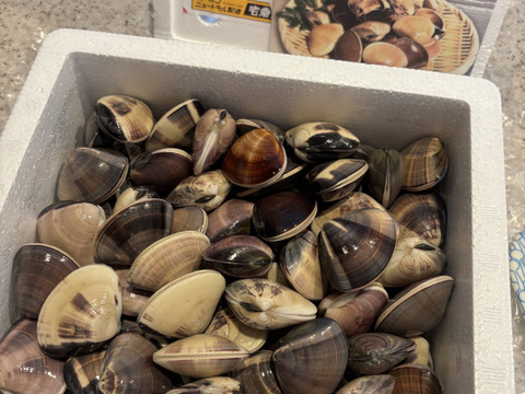 【日時指定も可！】旨味たっぷり！活小はまぐり３㎏入｜九十九里産