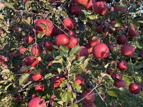 赤と黄色‼︎ 青森県産 サンふじ&名月(訳あり)約5kg サンふじ8個名月8個　計16個