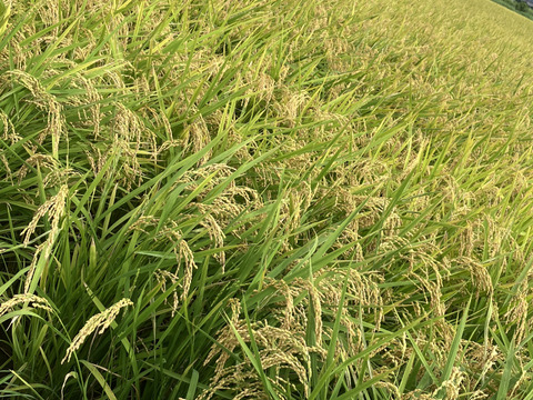 ★令和7年度産新米★ 徳島県産　コシヒカリ　30キロ　玄米