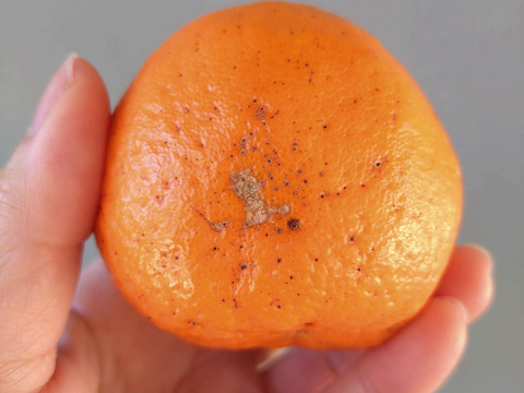 【加工用】土佐の温暖な気候で、うま味がギュッ！！と詰まったぽんかん（キズ大め　M～２Ｌ　５キロ）