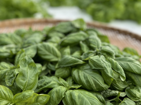 さかなが作った究極のスペシャリティ野菜　農薬・化学肥料不使用　フレッシュスイートバジル100g