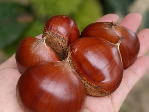 【新鮮生栗　無殺虫処理】栗の女王　人丸　2L(1kg)