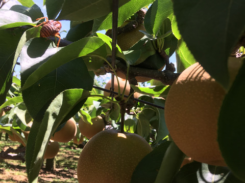 【大玉サイズ】定番の美味しさ！みんな大好き幸水梨(5kg)