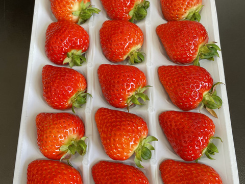 岡山市産 鮮度抜群！朝摘みイチゴ「ゆめのか」 贈答用 化粧箱入り 12～15粒 450ｇ×1パック