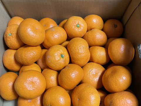 【熟成みかん】濃厚！蔵出しみかん　約5kg