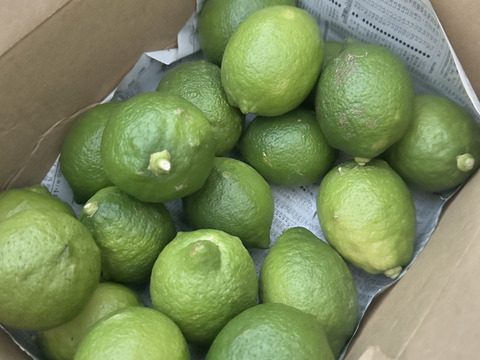 防腐剤、ワックス不使用　皮ごと使用激安広島県産レモン 訳あり三級品 2ｋg(20～23個入)即日発送可能