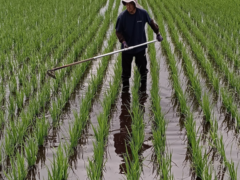 自然栽培（農薬・有機化学肥料不使用）のお米！ 白米２kg　令和５年産