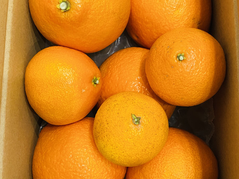 【ぷるん、とろり】完熟ハウス 福まどんな《ご家庭用 2kg》｜愛媛・西宇和産